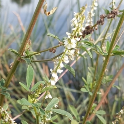 Melilotus albus (Bokhara Clover) at Kingston, ACT - 2 May 2018 by Mike
