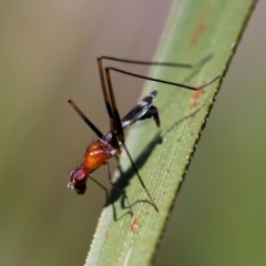 Metopochetus sp. (genus) (Unidentified Metopochetus stilt fly) at Beecroft Peninsula, NSW - 18 Oct 2014 by HarveyPerkins