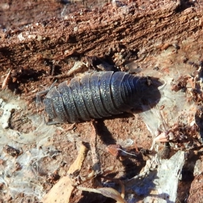 Porcellio scaber (Common slater) at Fyshwick, ACT - 1 May 2018 by RodDeb