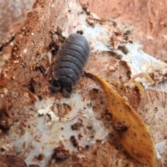 Porcellio scaber at Fyshwick, ACT - 1 May 2018