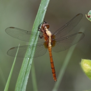 Orthetrum villosovittatum at Currarong, NSW - 29 Dec 2011 07:39 AM