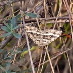 Chrysolarentia subrectaria (A Geometer moth) at Point Hut to Tharwa - 1 May 2018 by RodDeb