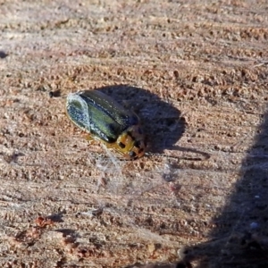 Xanthogaleruca luteola at Fyshwick, ACT - 1 May 2018