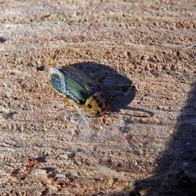 Xanthogaleruca luteola (Elm leaf beetle) at Fyshwick, ACT - 1 May 2018 by RodDeb