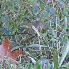 Acanthiza pusilla (Brown Thornbill) at Point Hut to Tharwa - 1 May 2018 by RodDeb