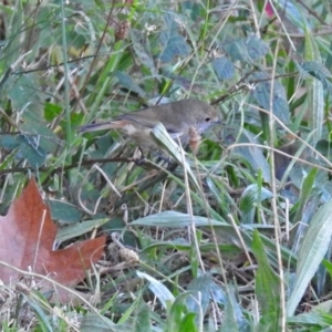 Acanthiza pusilla at Point Hut to Tharwa - 1 May 2018 12:07 PM