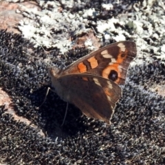 Junonia villida (Meadow Argus) at Paddys River, ACT - 1 May 2018 by RodDeb