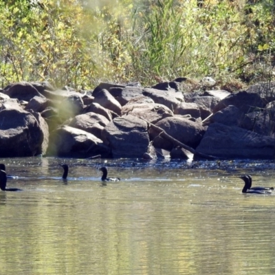 Phalacrocorax sulcirostris (Little Black Cormorant) at Point Hut to Tharwa - 1 May 2018 by RodDeb