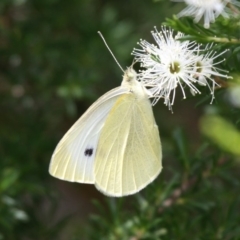 Pieris rapae (Cabbage White) at Currarong, NSW - 27 Dec 2011 by HarveyPerkins