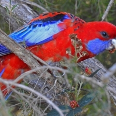 Platycercus elegans (Crimson Rosella) at Point Hut to Tharwa - 1 May 2018 by RodDeb