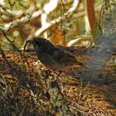 Pachycephala pectoralis (Golden Whistler) at Point Hut to Tharwa - 1 May 2018 by RodDeb