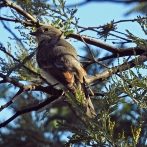 Pachycephala pectoralis at Paddys River, ACT - 1 May 2018