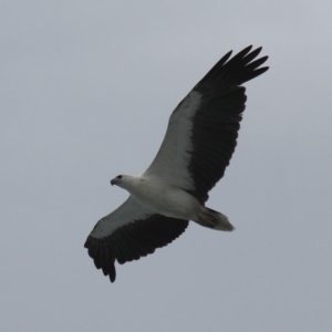 Haliaeetus leucogaster at Jervis Bay Marine Park - 26 Dec 2011 04:36 PM