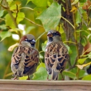 Passer domesticus at Molonglo Valley, ACT - 2 May 2018