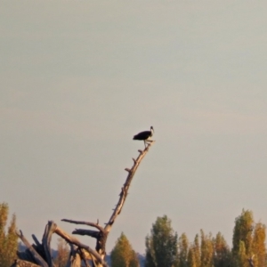 Threskiornis spinicollis at Fyshwick, ACT - 1 May 2018 04:58 PM