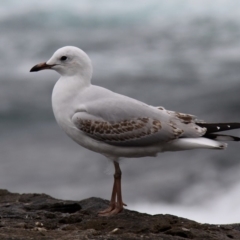 Chroicocephalus novaehollandiae (Silver Gull) at Jervis Bay Marine Park - 26 Dec 2011 by HarveyPerkins