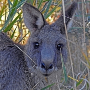 Macropus giganteus at Point Hut to Tharwa - 1 May 2018 12:37 PM