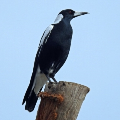 Gymnorhina tibicen (Australian Magpie) at Molonglo Valley, ACT - 2 May 2018 by RodDeb