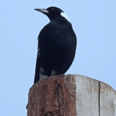 Gymnorhina tibicen at Molonglo Valley, ACT - 2 May 2018 12:01 PM