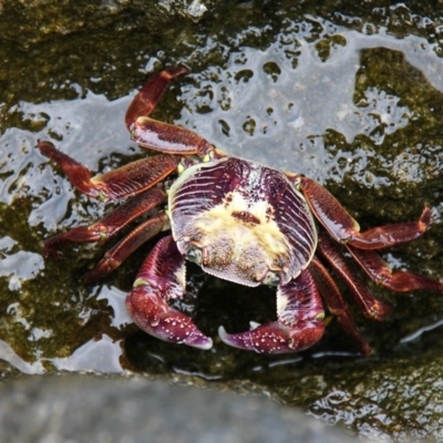 Leptograpsus variegatus (Purple Rock Crab) at Jervis Bay Marine Park - 26 Dec 2011 by HarveyPerkins