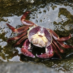 Leptograpsus variegatus (Purple Rock Crab) at Jervis Bay Marine Park - 26 Dec 2011 by HarveyPerkins