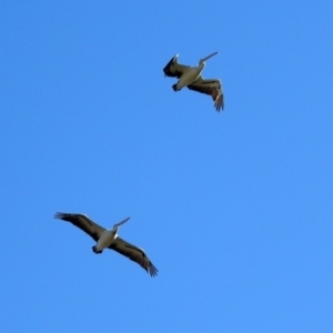 Pelecanus conspicillatus at Point Hut to Tharwa - 1 May 2018 11:53 AM