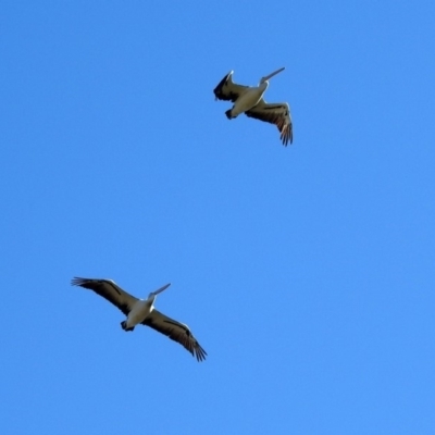 Pelecanus conspicillatus (Australian Pelican) at Point Hut Hill - 1 May 2018 by RodDeb