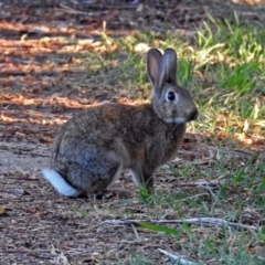 Oryctolagus cuniculus (European Rabbit) at Fyshwick, ACT - 1 May 2018 by RodDeb
