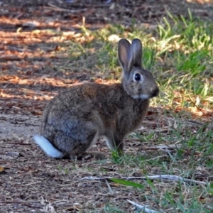 Oryctolagus cuniculus at Fyshwick, ACT - 1 May 2018