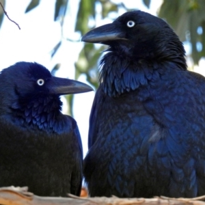 Corvus coronoides at Point Hut to Tharwa - 1 May 2018 12:42 PM