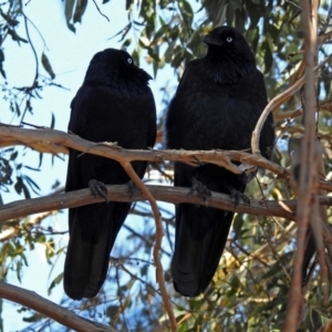 Corvus coronoides at Point Hut to Tharwa - 1 May 2018 12:42 PM