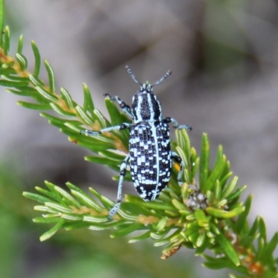 Chrysolopus spectabilis (Botany Bay Weevil) at Beecroft Peninsula, NSW - 26 Dec 2011 by HarveyPerkins