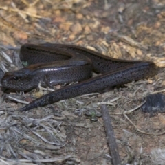 Hemiergis talbingoensis (Three-toed Skink) at Ainslie, ACT - 1 May 2018 by jb2602