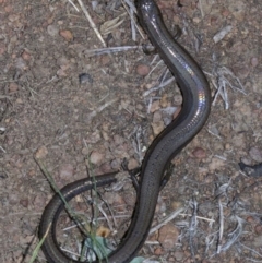 Hemiergis talbingoensis at Ainslie, ACT - 1 May 2018 06:05 PM