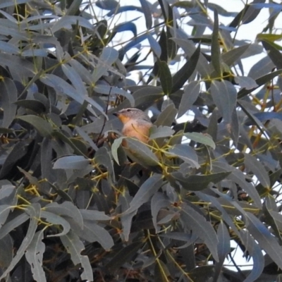 Pardalotus punctatus (Spotted Pardalote) at Point Hut to Tharwa - 1 May 2018 by RodDeb