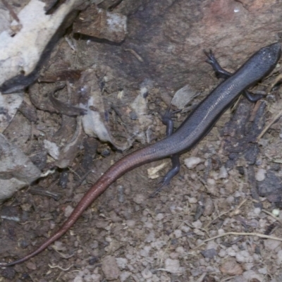 Morethia boulengeri (Boulenger's Skink) at Mount Majura - 1 May 2018 by jb2602