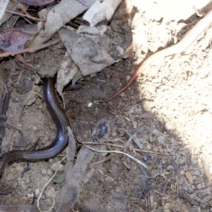 Morethia boulengeri at Canberra Central, ACT - 1 May 2018 01:52 PM