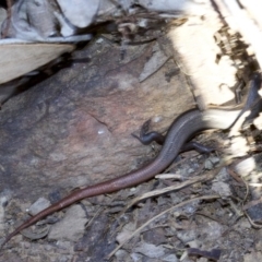 Morethia boulengeri at Canberra Central, ACT - 1 May 2018