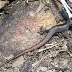 Morethia boulengeri at Canberra Central, ACT - 1 May 2018 01:52 PM