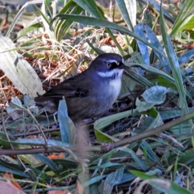 Sericornis frontalis (White-browed Scrubwren) at Point Hut to Tharwa - 1 May 2018 by RodDeb