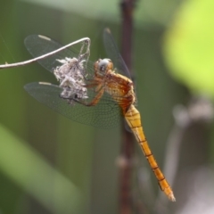 Orthetrum villosovittatum (Fiery Skimmer) at Currarong, NSW - 25 Dec 2011 by HarveyPerkins