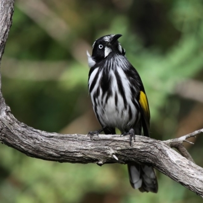 Phylidonyris novaehollandiae (New Holland Honeyeater) at Currarong, NSW - 25 Dec 2011 by HarveyPerkins