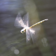 Hemicordulia australiae (Australian Emerald) at Beecroft Peninsula, NSW - 25 Dec 2011 by HarveyPerkins