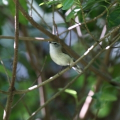 Gerygone mouki (Brown Gerygone) at Beecroft Peninsula, NSW - 24 Dec 2011 by HarveyPerkins