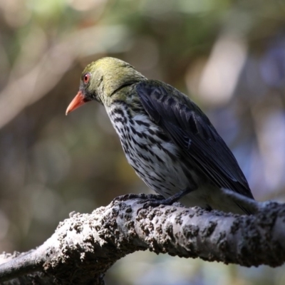 Oriolus sagittatus (Olive-backed Oriole) at Currarong - Abrahams Bosom Beach - 24 Dec 2011 by HarveyPerkins