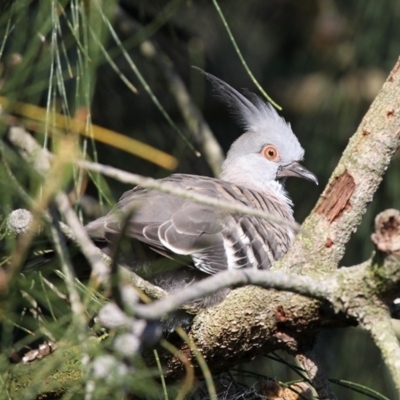 Ocyphaps lophotes (Crested Pigeon) at Currarong, NSW - 25 Dec 2011 by HarveyPerkins