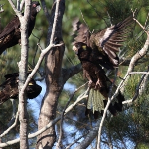 Zanda funerea at Currarong, NSW - 25 Dec 2011