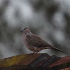 Streptopelia chinensis (Spotted Dove) at Currarong, NSW - 25 Apr 2011 by HarveyPerkins