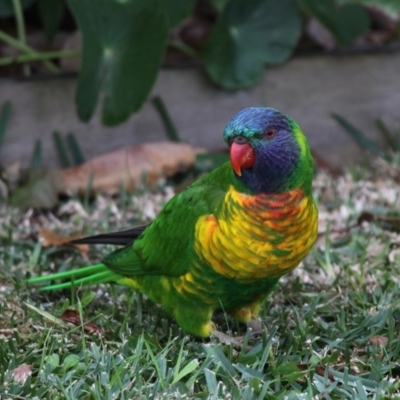 Trichoglossus moluccanus (Rainbow Lorikeet) at Currarong, NSW - 25 Apr 2011 by HarveyPerkins