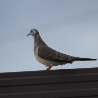 Geopelia humeralis (Bar-shouldered Dove) at Currarong, NSW - 25 Apr 2011 by HarveyPerkins